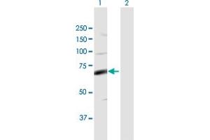 Western Blot analysis of FASTK expression in transfected 293T cell line by FASTK MaxPab polyclonal antibody.