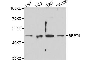 Western blot analysis of extract of various cells, using 4-九月 antibody. (Septin 4 antibody)
