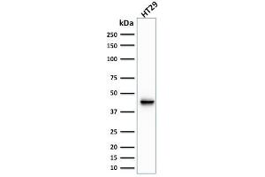 Western Blot Analysis of human HT29 cell lysate using Cytokeratin 20 (KRT20) Mouse Monoclonal Antibody (KRT20/1991). (KRT20 antibody  (AA 196-323))