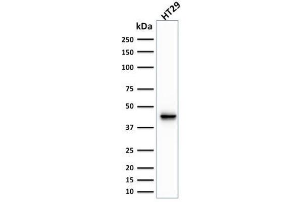 KRT20 antibody  (AA 196-323)