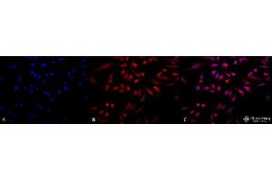 Immunocytochemistry/Immunofluorescence analysis using Rabbit Anti-GRP78 Polyclonal Antibody . (GRP78 antibody  (HRP))