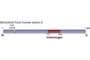 Image no. 3 for anti-Ataxin 2 (ATXN2) (AA 713-904) antibody (ABIN968504)