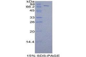 SDS-PAGE (SDS) image for FK506 Binding Protein 5 (FKBP5) (AA 2-457) protein (His tag,GST tag) (ABIN2122873) (FKBP5 Protein (AA 2-457) (His tag,GST tag))