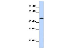 Western Blotting (WB) image for anti-Erythropoietin Receptor (EPOR) antibody (ABIN2458823) (EPOR antibody)
