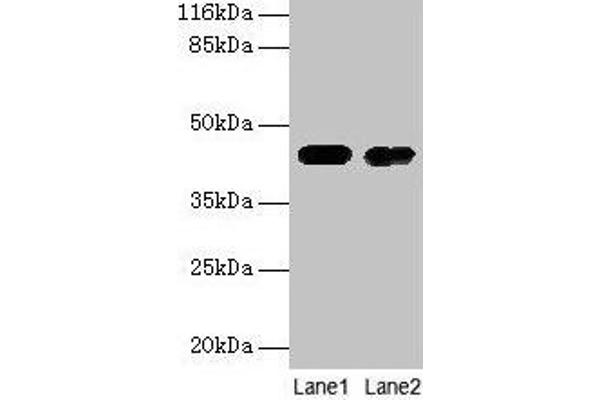 CKB antibody  (AA 2-270)