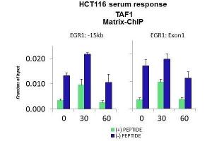 Quiescent human colon carcinoma HCT116 cultures were treated with 10% FBS for three time points (0, 15, 30min) or (0, 30, 60min) were used in Matrix-ChIP and real-time PCR assays at EGR1 gene (Exon1) and 15kb upstream site.
