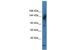 WB Suggested Anti-Trerf1 Antibody   Titration: 1. (TRERF1 antibody  (N-Term))