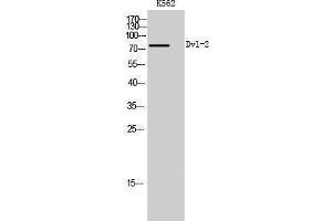 Western Blotting (WB) image for anti-Dishevelled, Dsh Homolog 2 (Drosophila) (DVL2) (C-Term) antibody (ABIN3174833) (DVL2 antibody  (C-Term))