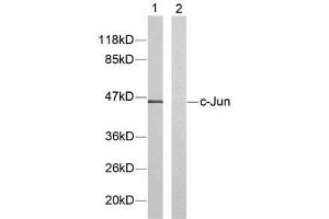 Western blot analysis of extracts from HeLa cells using c-Jun (Ab-91) antibody (E021021). (C-JUN antibody)