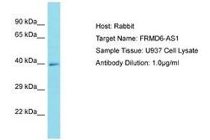 Image no. 1 for anti-FERM Domain Containing 6 (FRMD6) (AA 276-325) antibody (ABIN6750759) (FRMD6 antibody  (AA 276-325))