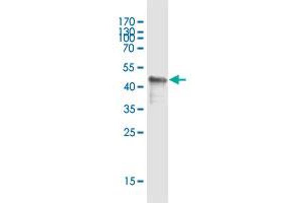 GPIHBP1 antibody  (AA 1-184)