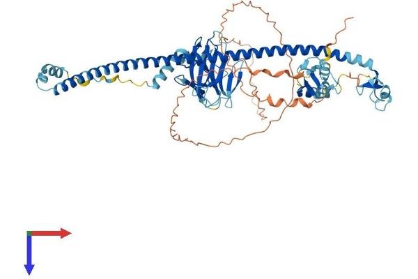 TRIM41 Protein (AA 1-630) (His tag)