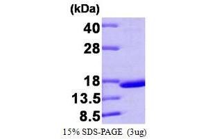 SDS-PAGE (SDS) image for Transthyretin (TTR) (AA 21-147) protein (ABIN666931) (TTR Protein (AA 21-147))