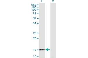 Western Blot analysis of RANGRF expression in transfected 293T cell line by RANGRF monoclonal antibody (M02), clone 1H4. (RANGRF antibody  (AA 1-146))