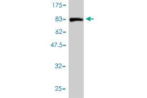 Western Blot detection against Immunogen (84. (PTBP2 antibody  (AA 1-532))