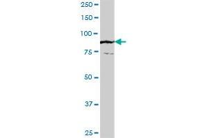 FLJ20272 MaxPab polyclonal antibody. (TTC27 antibody  (AA 1-843))