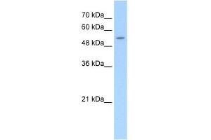 WB Suggested Anti-SLC26A8 Antibody Titration:  5.