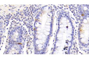 Detection of GHRL in Human Colon Tissue using Polyclonal Antibody to Ghrelin (GHRL) (Ghrelin antibody  (AA 25-117))