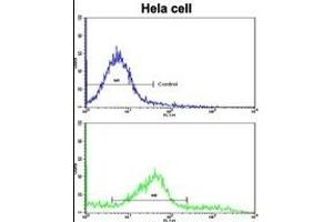 Flow cytometric analysis of hela cells using CLNS1A Antibody (C-term)(bottom histogram) compared to a negative control (top histogram). (CLNS1A antibody  (C-Term))