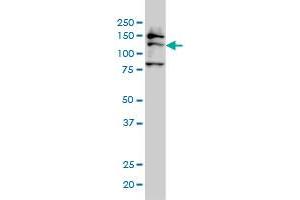 FMNL2 antibody  (AA 1-178)