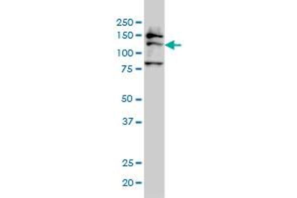 FMNL2 antibody  (AA 1-178)