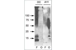 Western blot analysis of Aβ42 fibrils and prefibrillar oligomers. (Amyloid Fibrils antibody)