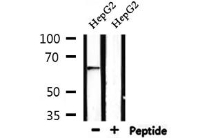 Western blot analysis of extracts from HepG2, using AIFM1 Antibody. (AIF antibody  (C-Term))
