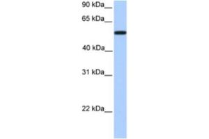 Western Blotting (WB) image for anti-UDP Glucuronosyltransferase 2 Family, Polypeptide A3 (UGT2A3) antibody (ABIN2463296)
