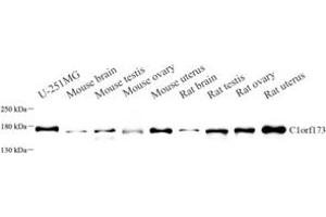 Western blot analysis of C1orf173 (ABIN7074073) at dilution of 1: 1000 (Glutamate-Rich Protein 3 (ERICH3) antibody)