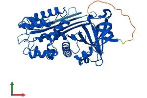 AlphaFold protein structure predicition of Human Recombinant SERPINB1 Protein, UniprotID P30740