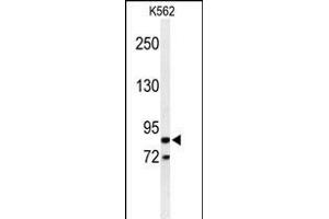 Western blot analysis of AVIL Antibody (N-term) (ABIN650952 and ABIN2840008) in K562 cell line lysates (35 μg/lane).