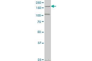 EIF4G3 antibody  (AA 1-515)