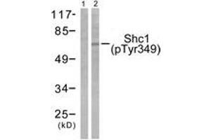 Western blot analysis of extracts from 293 cells treated with EGF 200ng/ml 30', using Shc (Phospho-Tyr349) Antibody.