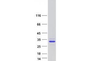 Validation with Western Blot (CCDC90B Protein (Myc-DYKDDDDK Tag))