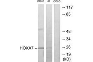 Western blot analysis of extracts from COLO205/Jurkat cells, using HOXA7 Antibody. (HOXA7 antibody  (AA 91-140))