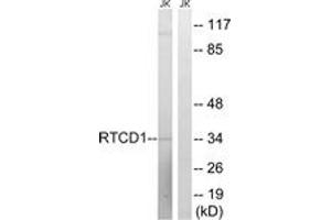Western Blotting (WB) image for anti-RNA terminal Phosphate Cyclase Domain 1 (RTCD1) (AA 317-366) antibody (ABIN2890599)