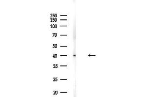 Western blot analysis of lysates from Mouse liver, using DNASE2B Antibody at 1/1000 dilution.