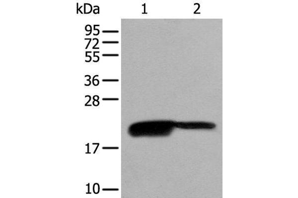 BRI3BP antibody