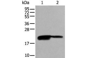 BRI3BP antibody