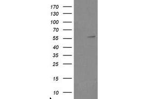 Image no. 1 for anti-TRAF Interacting Protein (TRAIP) (AA 67-313) antibody (ABIN1491634) (TRAIP antibody  (AA 67-313))