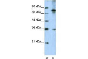Western Blotting (WB) image for anti-Wingless-Type MMTV Integration Site Family, Member 9B (WNT9B) antibody (ABIN2462373) (WNT9B antibody)