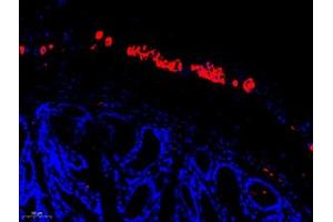 Immunofluorescent analysis of paraffin embedded mouse colon using peripherin (ABIN7075012) at dilution of 1: 1600 (Peripherin antibody)