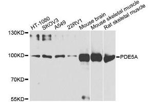 Western blot analysis of extracts of various cell lines, using PDE5A antibody. (PDE5A antibody  (AA 1-150))