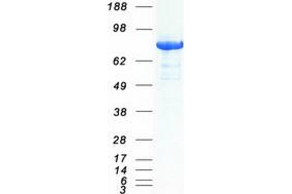 Dynamin 1-Like Protein (DNM1L) (Transcript Variant 1) (Myc-DYKDDDDK Tag)
