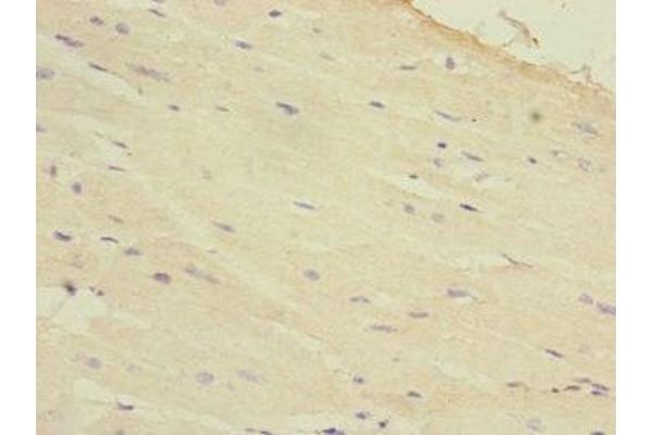 HAND1 antibody  (AA 16-215)