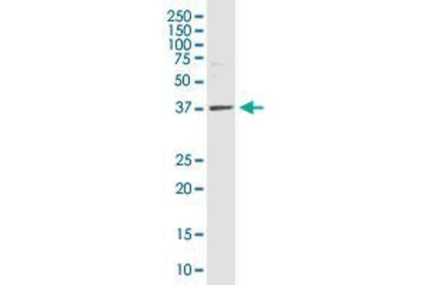 WDR73 antibody  (AA 1-378)