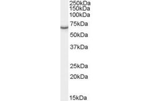 ABIN190801 (0. (PCK1 antibody  (Internal Region))