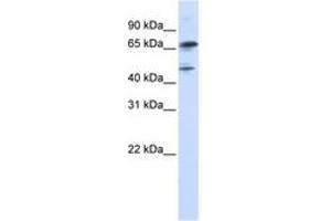 Image no. 1 for anti-Forkhead Box P4 (FOXP4) (N-Term) antibody (ABIN6742911) (FOXP4 antibody  (N-Term))
