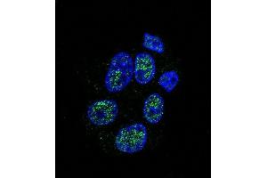 Confocal immunofluorescent analysis of eNos Antibody  (ABIN655773 and ABIN2845211) with HepG2 cell followed by Alexa Fluor 488-conjugated goat anti-rabbit lgG (green).