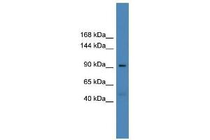 USP20 antibody used at 0. (USP20 antibody  (Middle Region))